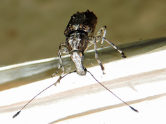 Meconemus infuscatus
