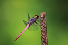 Orthemis ferruginea