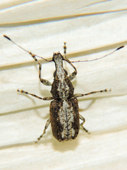Meconemus infuscatus