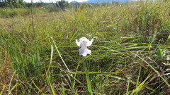 Gladiolus mutabilis