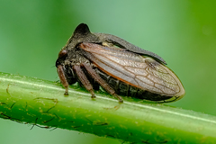 Centrotus