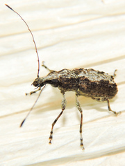 Meconemus infuscatus