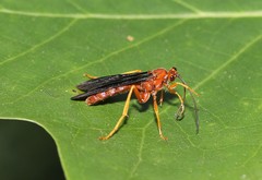Trogus vulpinus