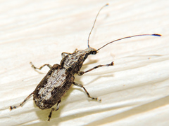 Meconemus infuscatus