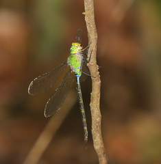 Gynacantha basiguttata