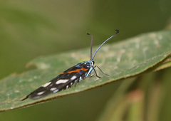 Erasmia pulchella