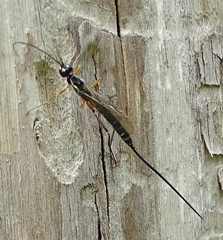 Poemeniinae