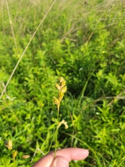 Carex bicknellii