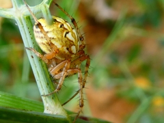 Neoscona adianta