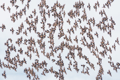 Rosy Starling photo 5