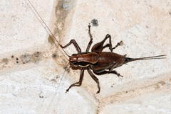 Eupholidoptera smyrnensis