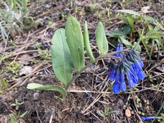 Mertensia longiflora