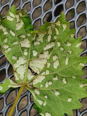 Colomerus vitis