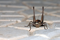 Eupholidoptera smyrnensis