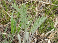 Echinops davuricus, photograph Анна Васильченко, CC BY, iNaturalist via GBIF