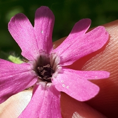 Microbotryum silenes-dioicae