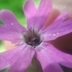 Microbotryum silenes-dioicae