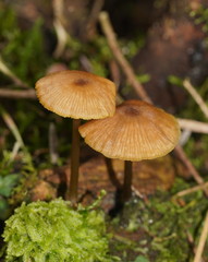 Entoloma readiae