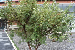 Acaciella angustissima