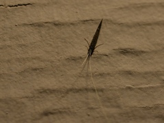 Leptocerus americanus