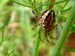 Neoscona adianta