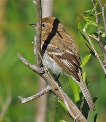 Myiophobus fasciatus