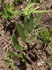 Deeringothamnus rugelii