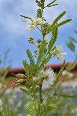 Acaciella angustissima