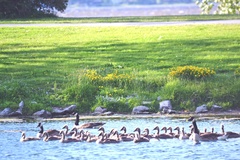 Branta canadensis