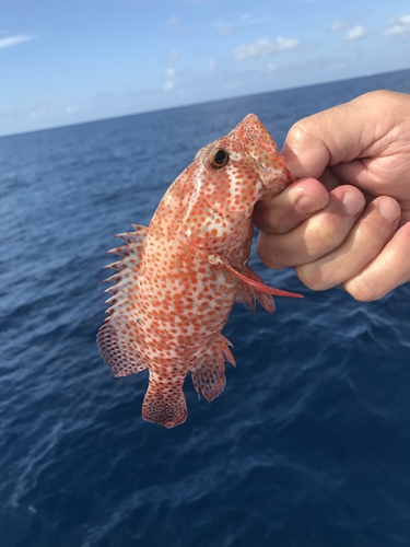 Cephalopholis cruentata