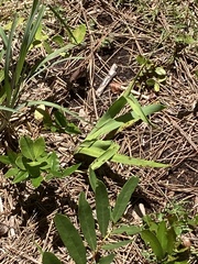 Deeringothamnus rugelii