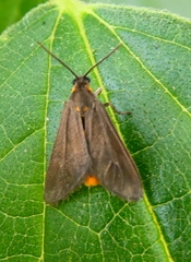 Dysauxes servula