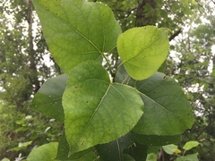 Populus × jackii