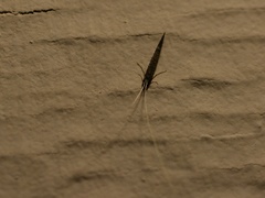 Leptocerus americanus