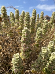 Pseudodictamnus acetabulosus