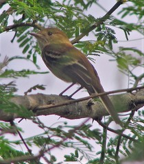 Myiophobus fasciatus