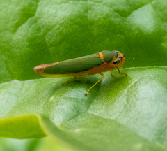 Catagonalia conjunctula