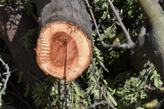 Vachellia farnesiana
