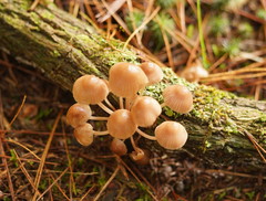 Mycena clarkeana