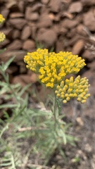 Achillea micrantha