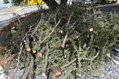 Vachellia farnesiana