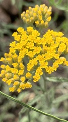 Achillea micrantha