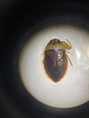 Ambrysus