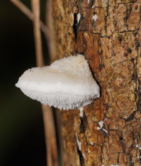 Postia lactea