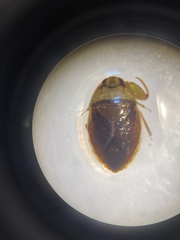 Ambrysus