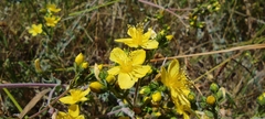 Hypericum tomentosum