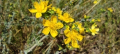 Hypericum tomentosum