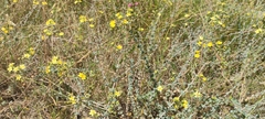 Hypericum tomentosum