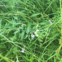 Lathyrus palustris