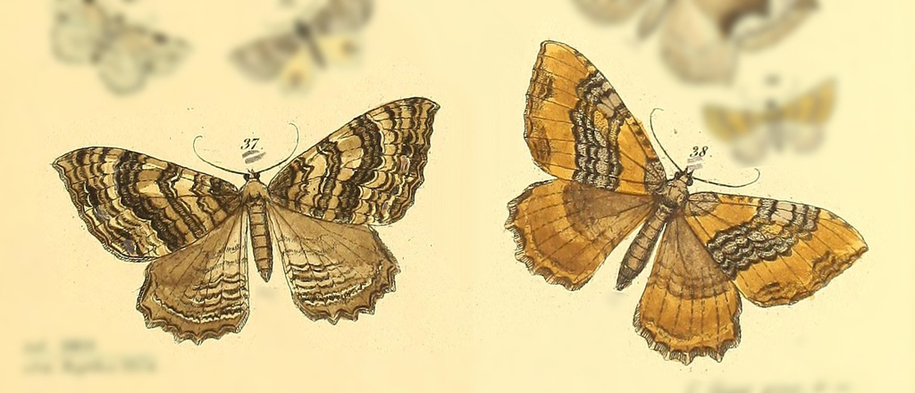 Rheumaptera affirmata